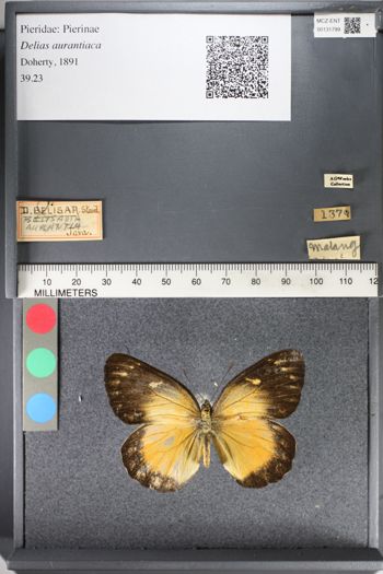 Media type: image;   Entomology 131799